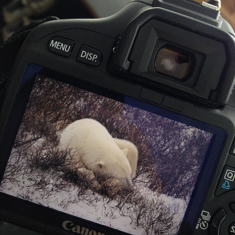 Illustration for article titled How To Shoot A Polar Bear — With Live Video